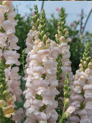 SNAPDRAGON Costa Silver